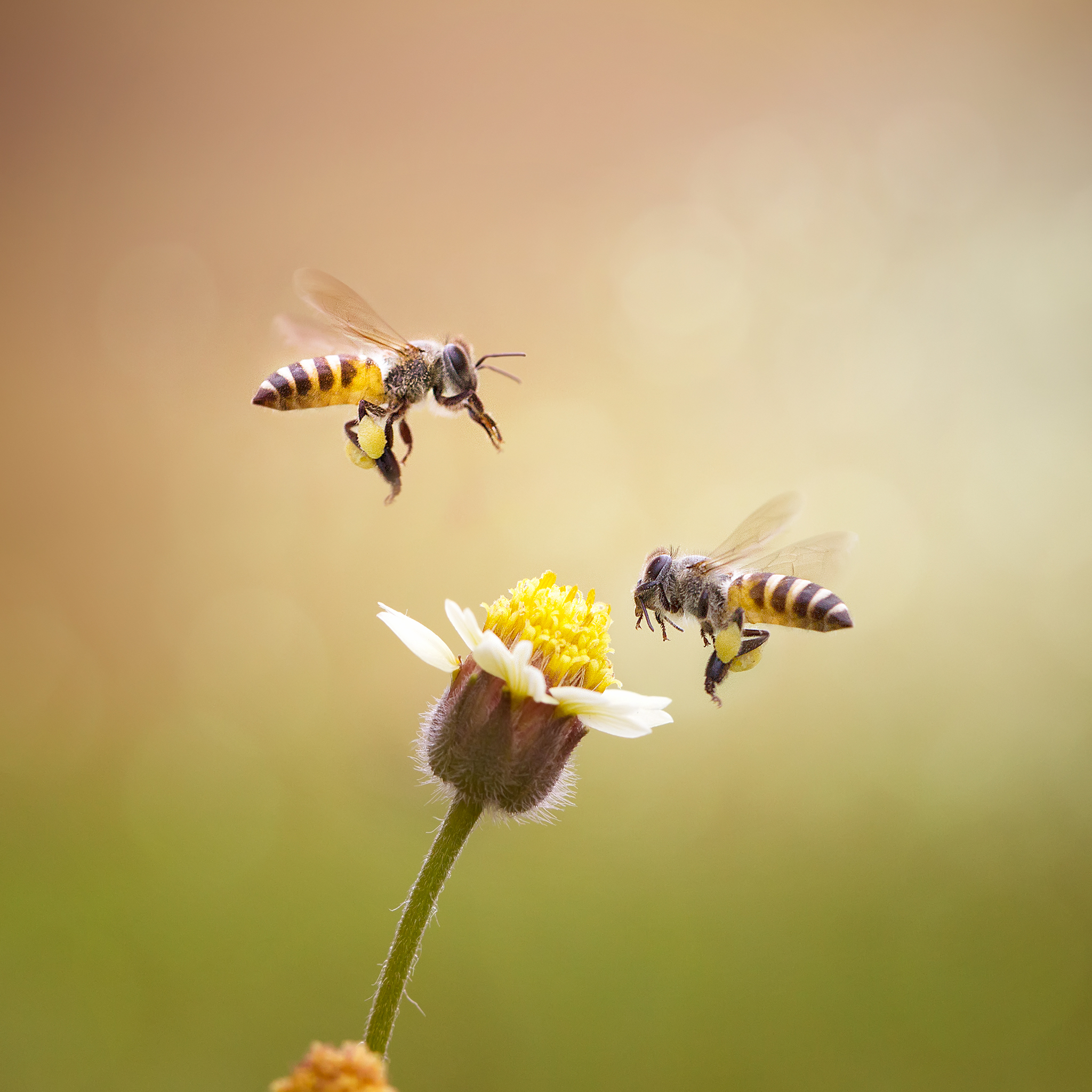 Kraliçe Arı Sendromu: İş Hayatında Kadın Kadının Kurdu mudur?