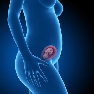 Gebelikte İkinci Üç Aylık Dönem  (2. Trimester)