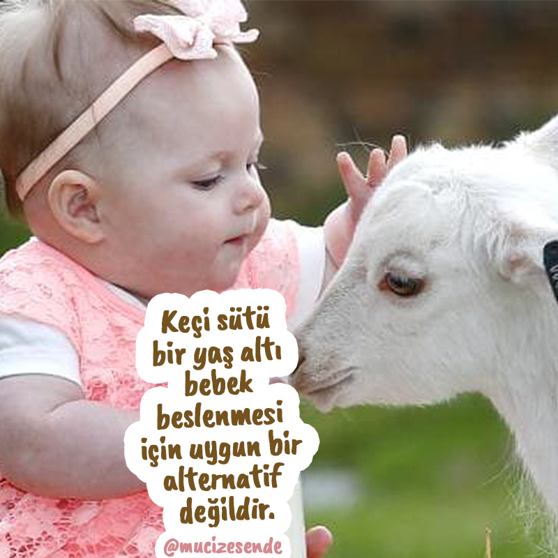 Keçi sütü mü yoksa keçi inadı mı?