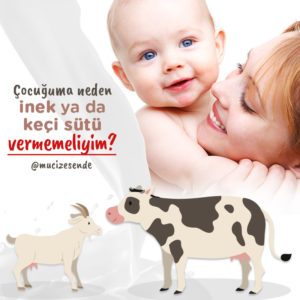 Çocuğuma Neden İnek ya da Keçi Sütü Vermemeliyim?
